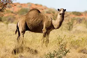 Camels Prints: One-humped Camel / Dromedary / Dromedary Camel - In the Australian Outback along the Kidson Track