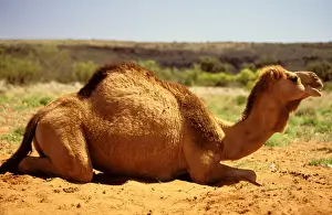 Camels Prints: One-humped Camel / Dromedary - lying down - Central Australia JLR03141