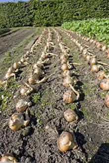 Onion Prints: Onions drying on soil Eden Project Bodelva St Austell Cornwall UK
