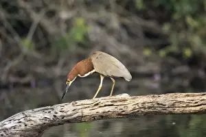 Onore raye au bord du lac de Sandoval (ancien meandre de la riviere Madre de Dios )