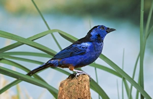 Opal-rumped TANAGER