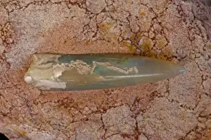 Minerals Prints: Opalized Belemnite Fossil (Neohilobites sp) - Coober Pedy-South Australia - Cretaceous