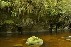 Oparara river - picturesque Oparara river flowing through lush and untouched temperate rainforest
