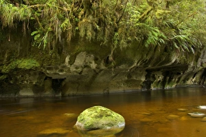Images Dated 21st February 2008: Oparara river - picturesque Oparara river flowing through lush and untouched temperate rainforest