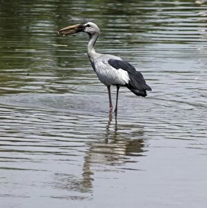 Open billed stork - Standing in water