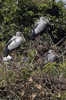 Open billed stork - In trees