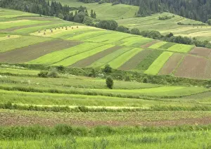 Poland Prints: Open field systems in Tatra foothills, southern Poland, near Nowy Sacz