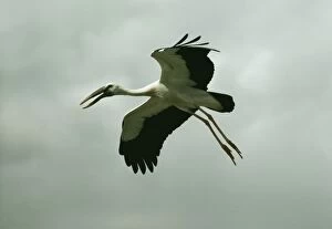 Images Dated 19th April 2004: Openbill Stork MK 73 In flight, India. Anastomus oscitans © M. Krishnan