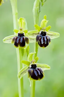 Greek Prints: Ophrys epirotica in flower, endemic to north-west Greece