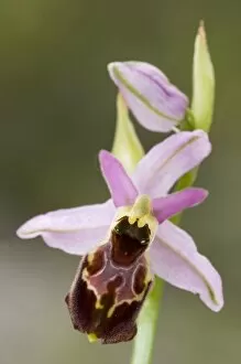 Images Dated 16th April 2010: Ophrys exaltata montis-leonis