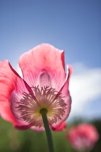 <b class=qtipBold><figcaption>Opium Poppy</figcaption></b><br>FEU-421 Opium Poppy Papaver somniferum Geoff du Feu Please note that prints are for personal display purposes only and may not be reproduced in any way.<br><em>© Geoff du Feu/ardea.com</em> Opium Poppy