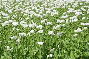 Crop Gallery: Opium poppy - blooms and seed capsules on a field
