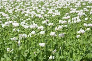 Images Dated 7th December 2008: Opium poppy - blooms and seed capsules on a field - Tasmania, Australia