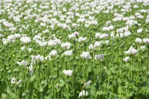 Masses Prints: Opium poppy - blooms and seed capsules on a field - Tasmania, Australia