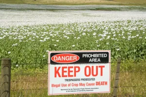 Images Dated 7th December 2008: Opium poppy - fenced-in field of blooming opium poppies. A warning sign is mounted on the fence