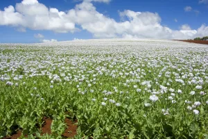 Opium poppy - a field of blooming opium poppies stretches as far as the eye can see Opium poppy - a field of blooming opium poppies stretches as far as the eye can see