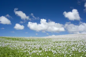 Images Dated 11th December 2008: Opium poppy - a field of blooming opium poppies stretches as far as the eye can see