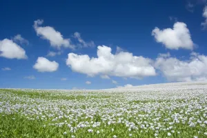 Opium Prints: Opium poppy - a field of blooming opium poppies stretches as far as the eye can see