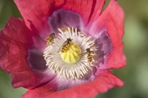 Images Dated 11th July 2006: Opium Poppy Flower - With feeding Hover Flies - Norfolk UK