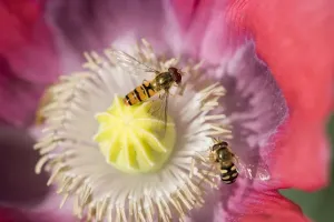 Hoverflies Prints: Opium Poppy Flower - With feeding Hover Flies - Norfolk UK
