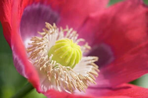 Images Dated 11th July 2006: Opium Poppy Flower - Norfolk UK