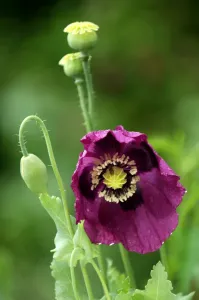 Images Dated 22nd December 2005: Opium Poppy - flowers in mid summer and followed by grey/green seepods that are widely used in