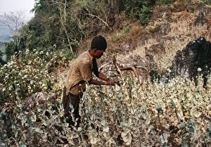 Opium POPPY - Meo farmer cutting Opium pods in field