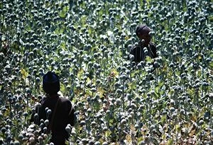 Opium POPPY - Meo tribes women harvesting opium poppy