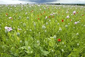 Images Dated 1st July 2012: Opium Poppy - Pharmaceutically grown
