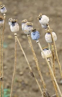 Images Dated 25th November 2004: Opium Poppy Seed heads