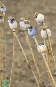 Drugs Prints: Opium Poppy Seed heads
