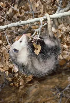 Opossum Prints: Opossum
