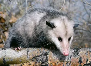 Opossum Prints: Opossum - On tree branch