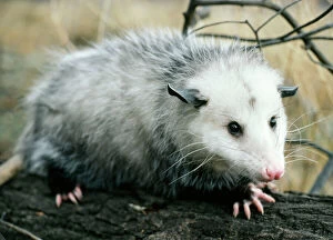 Opossum - walking on tree branch