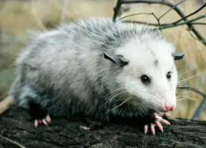 Nocturnal Prints: Opossum - Walking on tree branch