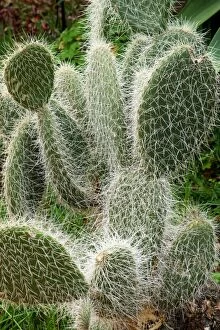 Images Dated 5th February 2008: Opuntia sp. Photographed in Madeira's Botanical Gardens at Funchal. February