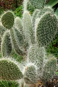 Madeira Prints: Opuntia sp. Photographed in Madeira's Botanical Gardens at Funchal. February