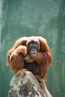 Images Dated 2nd April 2008: Orang-utan