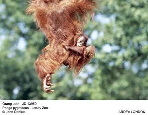 Orang-utan - with baby