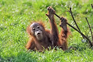 Captivity Prints: Orang-utan - baby animal playing with bush. Captive. Dortmund, Germany