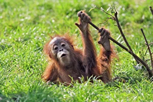 Orang-utan - baby animal playing with bush. Captive