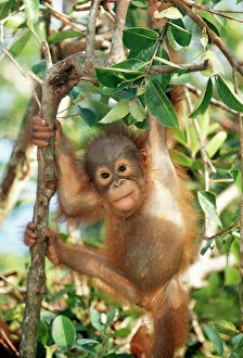 Orang-utan - baby, hanging off tree