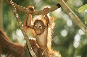 ORANG-UTAN - baby swinging from branch