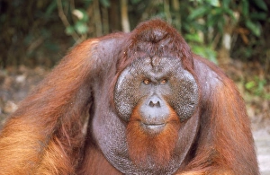 Images Dated 22nd May 2007: Orang-utan Borneo