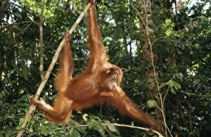 Images Dated 27th June 2005: Orang-utan Borneo