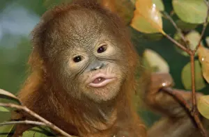 Anthropomorphic Prints: Orang-utan Borneo