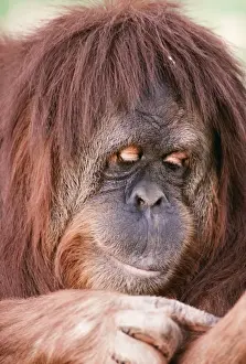 Orang-Utan Close up of female