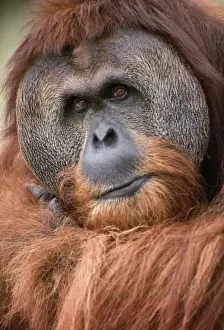 Orang-utan - close up of male