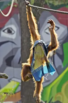 Orang-utan - with cloth over head, playing, captive. Dortmund, Germany
