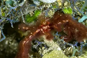 Orang Utan Crab - Indonesia